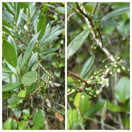 Geniostoma_angustifolia-Bois_de_piment_Petit_Bois_cassant-LOGANIACEAE-Endemique_Reunion_Maurice-20231115_091056.jpg